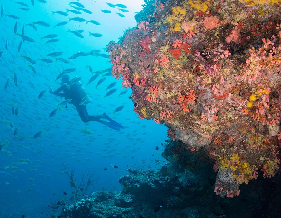 Milaidhoo Maldives — Подводный мир атолла Баа